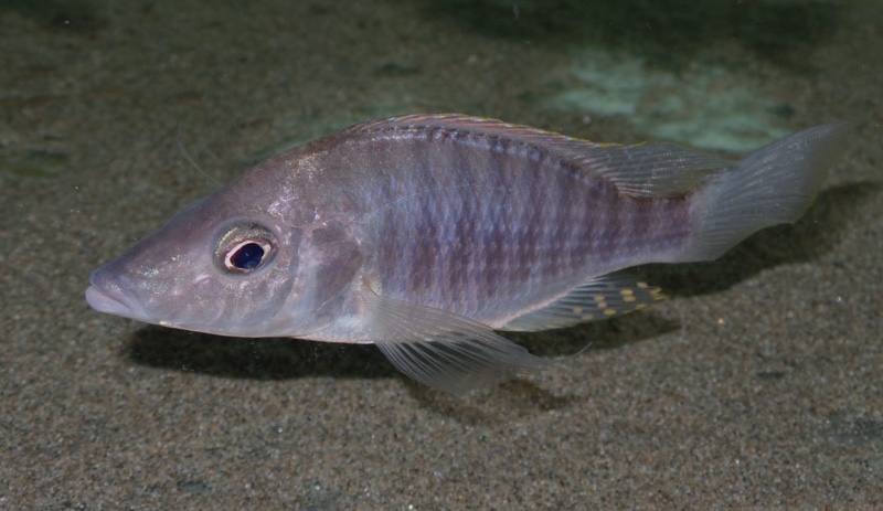 Aulonocara rostratum